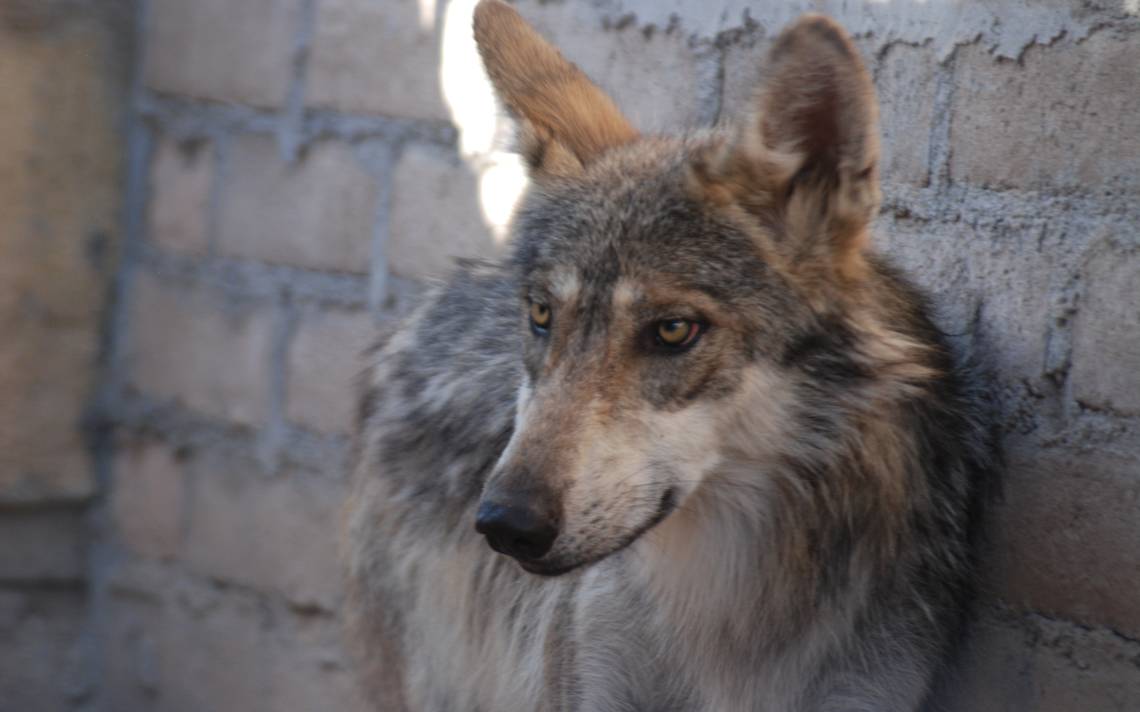 The prairie dog and the Mexican wolf adapt to climatic conditions - El